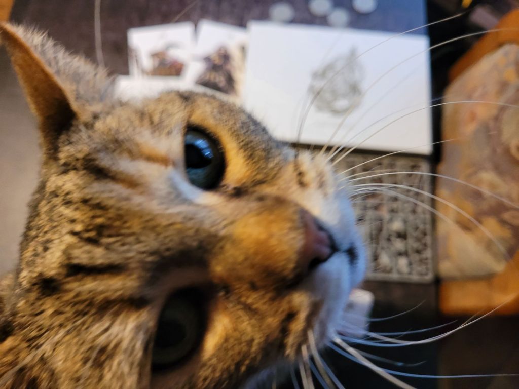 S3 – PotLantern – LY06 Frogdog&nbsp;Lvl2